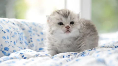 Close up of angry kitten on a bed Stock Footage 58698210