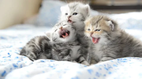 Close up of angry kittens on a bed Stock Footage 58697929