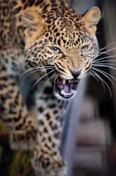 Close angry leopard portrait Stock Photos