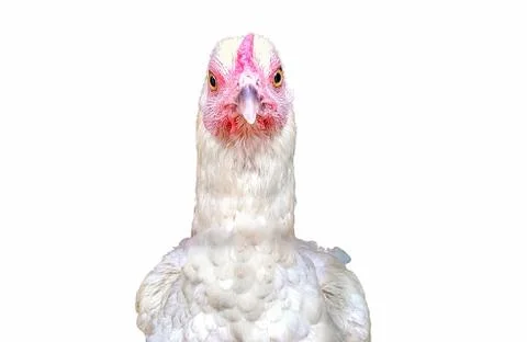 Close up of an angry white hen looking to camera Stock Photos