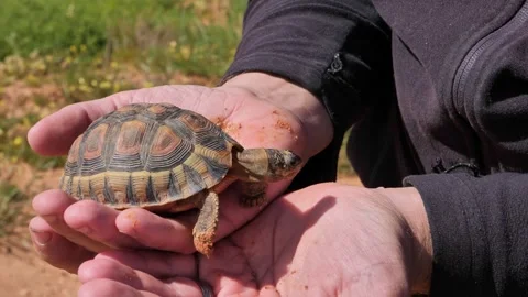 Close-up of an angulate tortoise held gently in hands in the Karoo, South Africa Stock Footage 301000029
