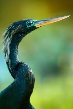Close-up of a Anhinga Stock Photos