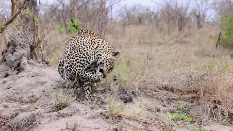 Close up animal behaviour: Leopard licks paw clean on African savanna Stock Footage 312331020