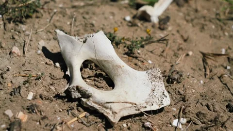 A close-up of an animal bone lying on dry ground under sunlight. The scene Stock Footage 334713717