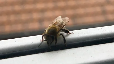 A close up of an animal Video stock 155356803