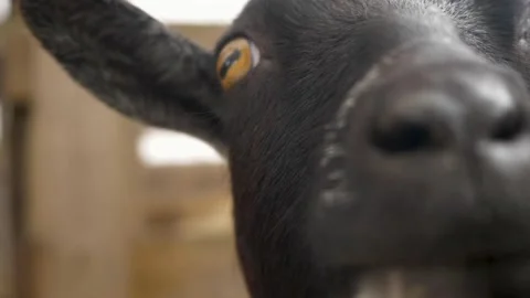 A close up of an animal Stock Footage 155356815
