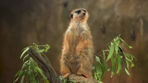 A close up of an animal Video stock 155357083