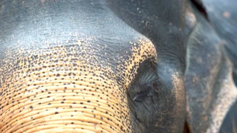 A close up of an animal Stock Footage 155357591