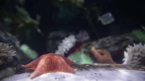 A close up of an animal Stock Footage 155396816