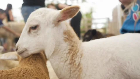 A close up of an animal Stock Footage 155397288