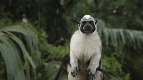 A close up of an animal Stock Footage 155399055