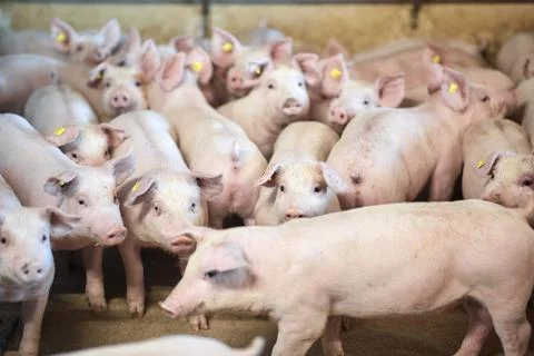 A close up of an animal Stock Photos