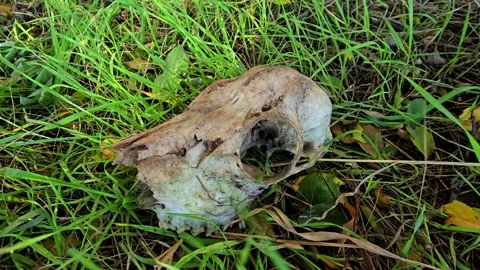 Close up of an animal skull lying in grass showing detailed teeth and eye s.. Stock-Footage 323440417