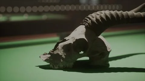 A close up of a animal skull on a pool table Stock Illustration