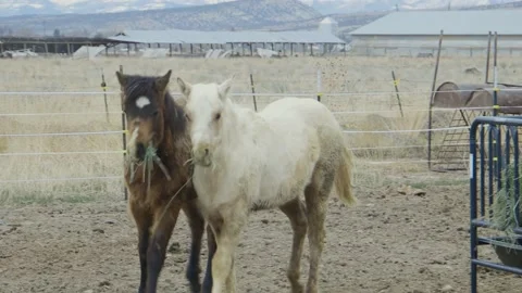 Close up animals eating Stock Footage 198940570