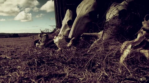 Close-up of animals skull in farm Stock-Footage 54590919
