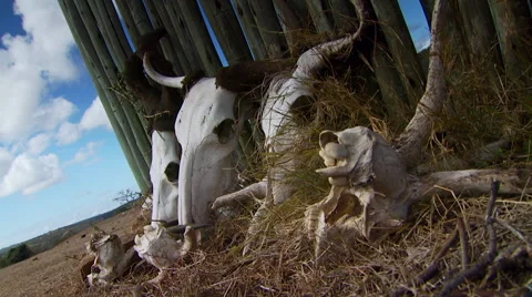 Close-up of animals skull in farm Stock Footage 54591331