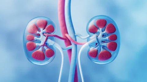 Close up animated video of human kidneys with inner structure visible, show.. Stock Footage 332151337