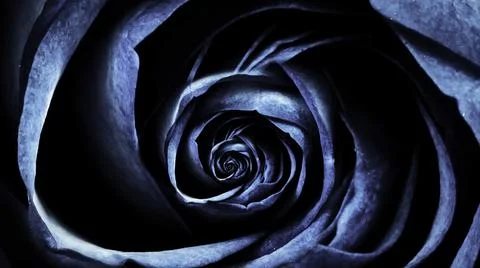 Close-up animation roses. Macro animation of cyclic movement of rosebud Stock Illustration