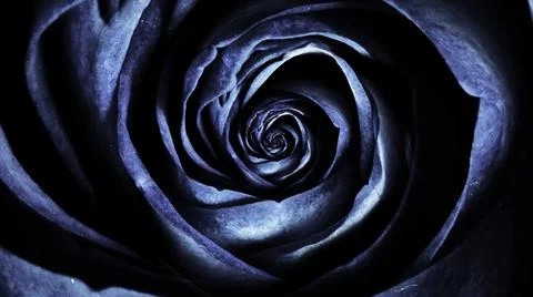 Close-up animation roses. Macro animation of cyclic movement of rosebud 스톡 일러스트