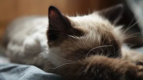 Close-up of an annoyed cat wagging its tail and moving ears Stock Footage 161459050