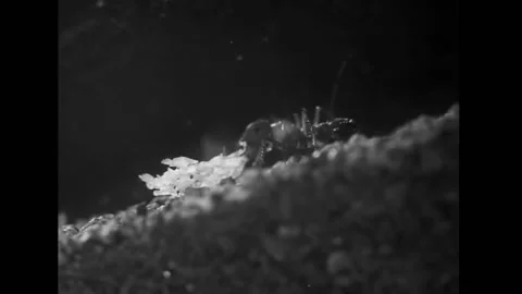 Close-up of ant carrying leaf across ledge, 1940s Stock Footage 260257371