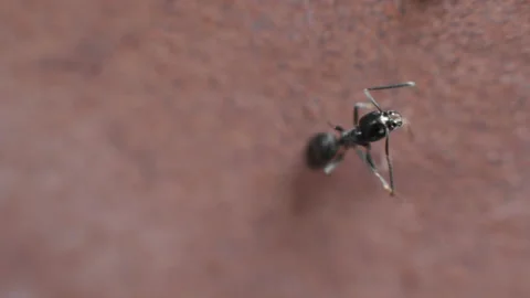 Close Up Of An Ant Cleaning Its Antennae Stock Footage 204853513