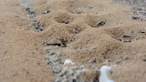 Close up Ant Colony Crawling Seamless and carrying food to the nest. Teamwork Co Vídeos de archivo 93856301