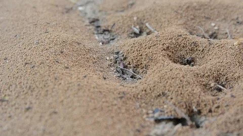 Close up Ant Colony Crawling Seamless and carrying food to the nest. Teamwork Co Vídeo Stock 93856309