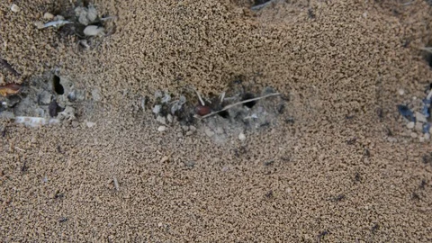 Close up Ant Colony Crawling Seamless and carrying food to the nest. Teamwork Co Видео 93856351