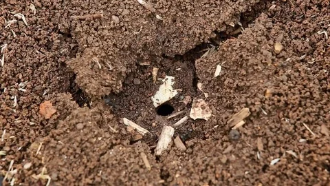 Close up of the ant colony Stockbeeldmateriaal 81086123