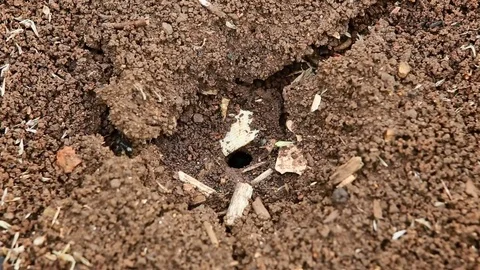 Close up of the ant colony Stock Footage 81086152