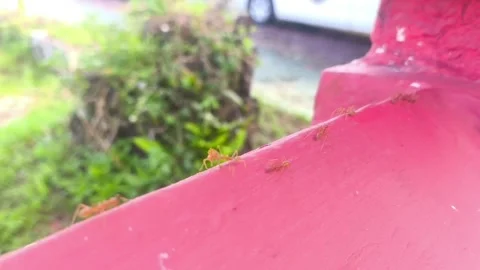 Close-up of ant colony Stock Footage 336674872