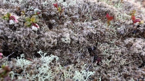 Close up of an ant colony working in white lichen background Stock-Footage 77040519