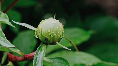 Close Up of an Ant Crawling Across a Garden Flower Stock Footage 147020451