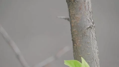 Close-up of an ant crawling along the bark of a tree Stock Footage 323138777