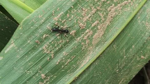 Close-up of an ant crawling on a green maize leaf in a farm field Stock-Fotos