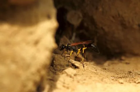 Close-up Of Ant On Field 스톡 사진