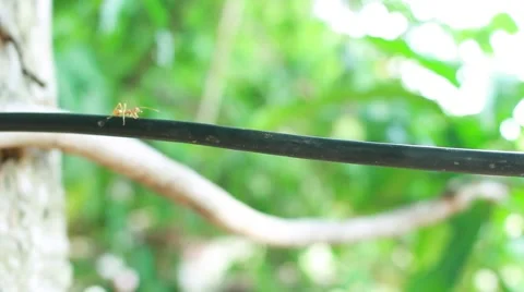 Close up in an ant Stock Footage 52343037