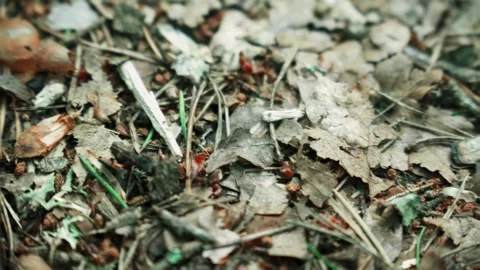 Close-Up Of An Ant In The Forest Stock Footage 279025521