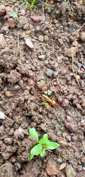 Close-up of ant on ground Stock Photos