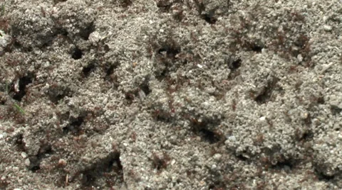Close up of Ant Hill Video stock 38101651
