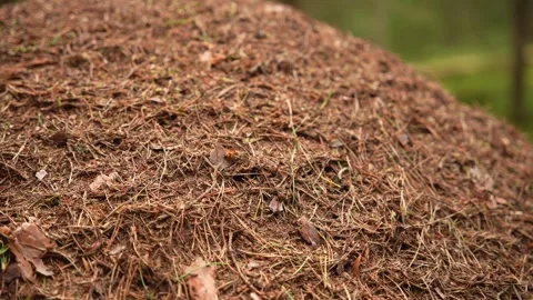 Close up of an ant hill with moving ants. ant colony Stock Footage 294203304