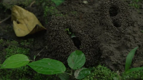 Close-Up of Ant Hills with Greenery in Amazon Rainforest 스톡 동영상 334138528