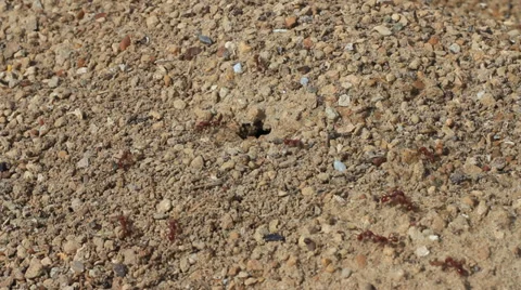 CLOSE UP OF AN ANT HOLE WITH BUSY RED ANTS COMING AND GOING Stock-Footage 35731697