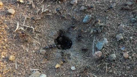 Close-up of ant hole with many crawling insects. Stock Footage 273038930