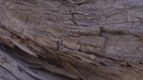 Close on an ant as it explores a fallen log in slow motion Stock Footage 91708998