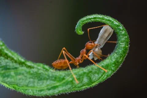 Close-up of an ant on a leaf carrying a dead insect, Indonesia Stock Photos