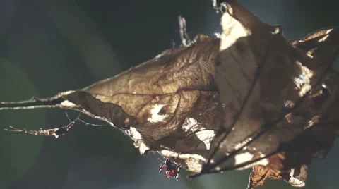 Close up of ant on a leaf. Stock Footage 54542801