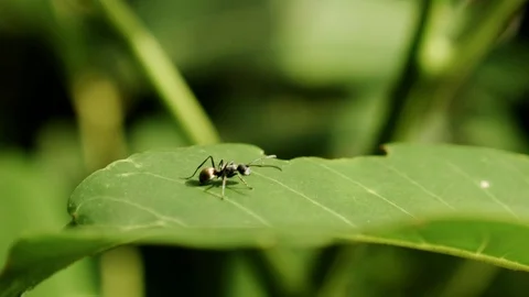 Close Up: Ant on a Leaf Stock Footage 74420337
